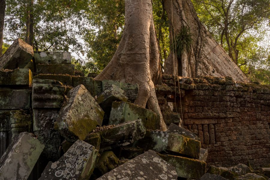 ta prohm-63.jpg